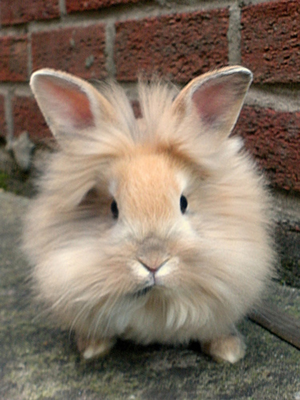 Lionhead Rabbits Mexico